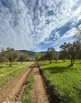 Olivium'dan Mudanya Tirilye'de Satılık 852 M2 Zeytinlik