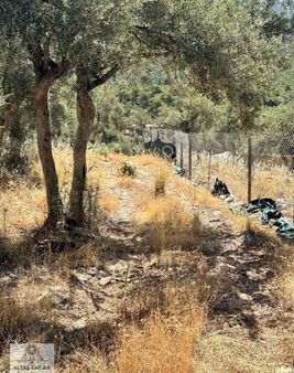 Milas Kalınağılda 2500m2 Zeytinlik Satılıktır