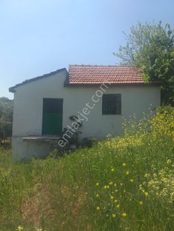 Canyapıdan Söğütpınar Köyünde 5500m2 Satılık Zeytinlik