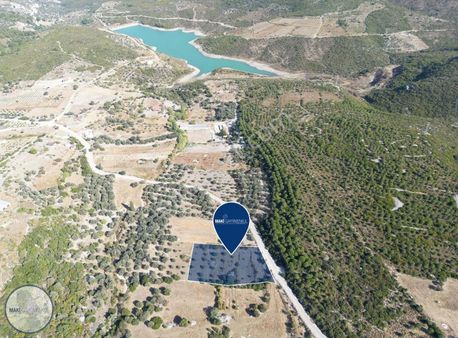 Kösedere Karaağaç'ta Zeytin Ağaçlı Tarla!fırsat!