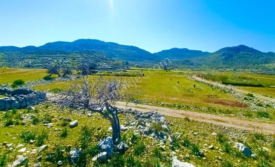 Joker: Marmaris Taşlıca Köy Merkezine Yakın Taş Duvarla Çevrili Satılık Tarla