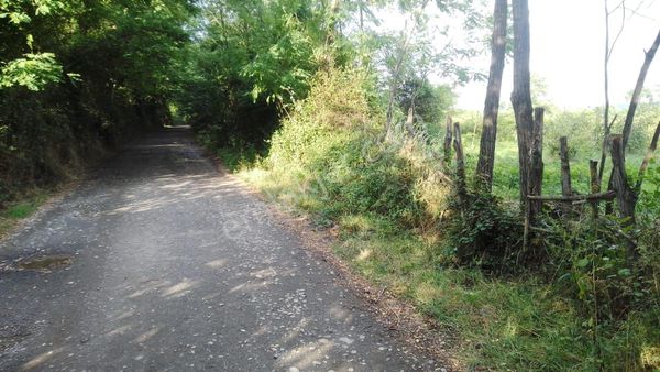 Samsun Çarşamba Gökçecalmak Köyünde Takas Olur Satilik Fındık Bahcesı