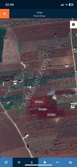 Kilis Merkez Ebülüle Mahallesi Satılık 1200 Ağaç Zeytin Bahçesi