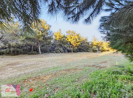 Orman Ve Havuz Manzaralı Site İçinde Arakat Acil Satılık