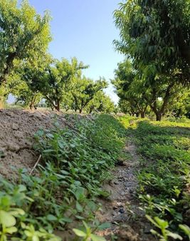 Manisa Turgutlu 9.mıntıka İmar Alanına Yakın 4 Dönüm Elektirik Sulu Bahçe