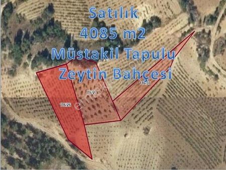 Cb'den Budaklı'da Müstakil Tapulu (4.085m2) Satılık Zeytinlik