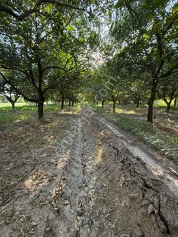 Kuyucakta 3.692 Metrekare Satılık Portakal Bahçesi