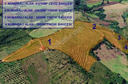 Bafra'da 70 Bin M2 Profosyenel Ceviz Ve Fındık Bahçesi