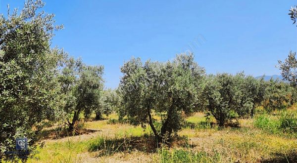Kemalpaşa'da Satılık İçinde Zeytin Ağaçları Bulunan Tarla