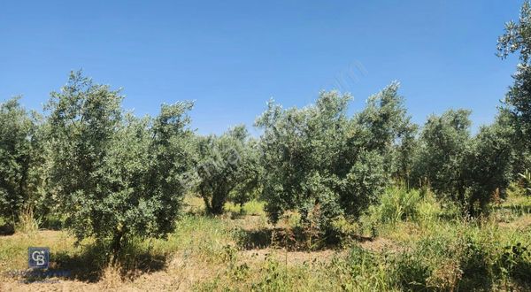 Kemalpaşa Bağyurdu'nda Zeytin Ağaçlı Satılık Tarla
