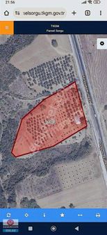 Demirhan Emlak'tan Tek Tapu Satılık Zeytin Bahçesi