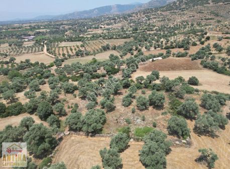Antika Gayrimenku'den Kutlubeylerde Satılık Zeytinlik