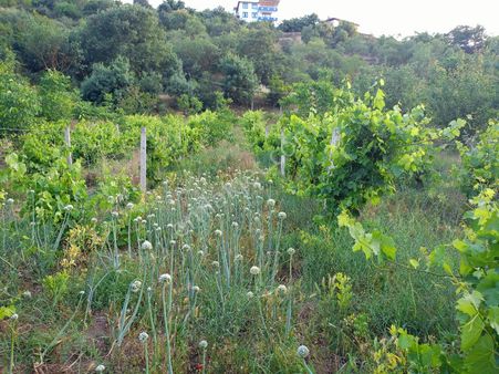 Balıkesir Sındırgı Kocasinan Köydibi Satılık 1820m2 Hobibahçe