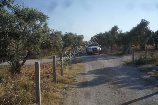 İzmir Torbalı Gold Emlaktan Saiplerde Satılık Zeytin Bahçesi