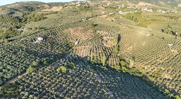 Acar Royal'den Adliye Köyü Satılık Zeytinlik