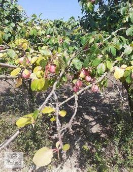 Profasor *den Kestel Gölcükte Satılık Uygun Fiyatlı Tarla