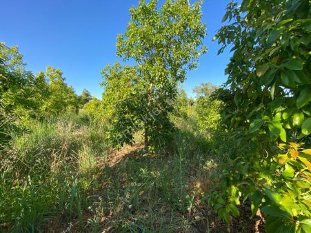 Köşe Parselde 2 Cephesi Açık Park Cepheli Yatırımlık Arsa