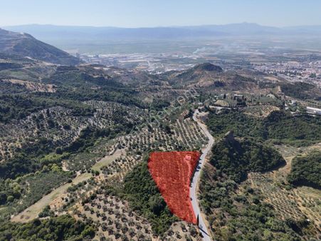 Aydın Söke Yamaç Mh. İçinde Ev Olan Satılık 8703 M2 Zeytinlik