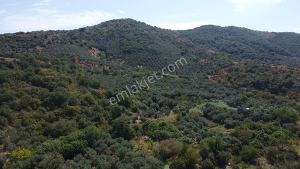 Lion Emlak'tan Şahinburgaz Mahallesinde 895m² Zeytinlik Arazimiz Satılıktır.