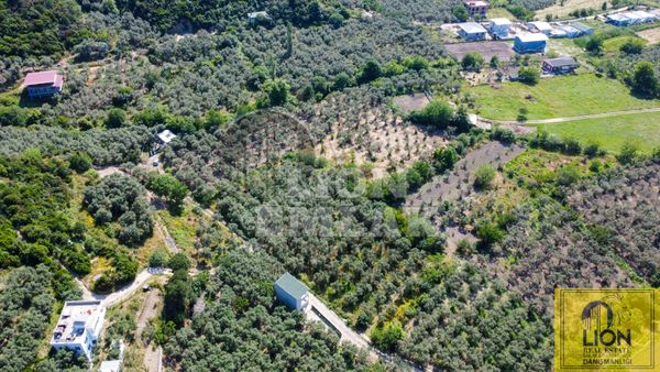 Lion Emlak'tan Turan Mahallesinde 2344m² Satılık Zeytinlik