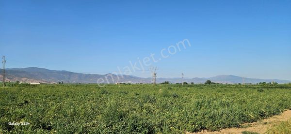 Bayındır Elifli De Satılık Verimli Tarla