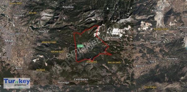 Milas Korucuk'ta Satılık Zeytinlik Arazi