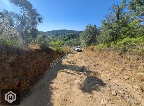 Mudanya Trilye'de Merkeze Yakın Tek Tapu 3721mt2 Zeytinlik