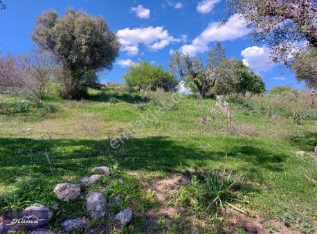 Hüma'dan Üçpınar'da Satılık Zeytinlik