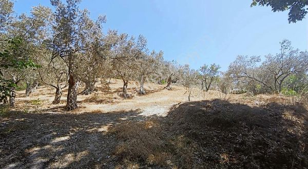 İzmir Bergama 1.500 M2 Zeytinlik