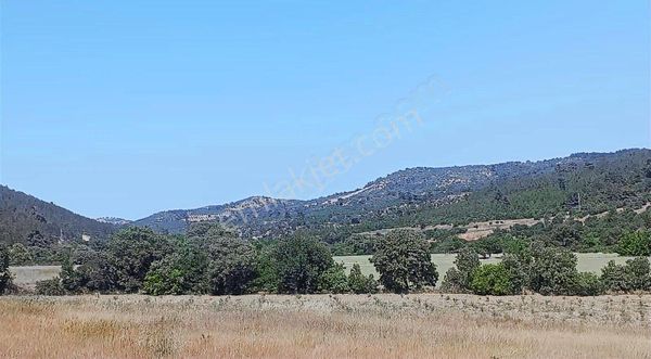 İzmir Bergama 2.785 M2 Resmi Yollu Zeytinlik