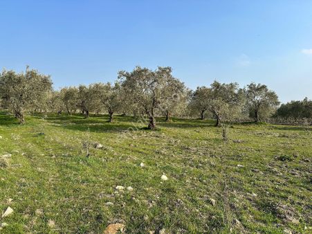 Bilginoğlu Emlak'tan Arabacı Bozköy Mahallesinde Satılık Zeytinlik