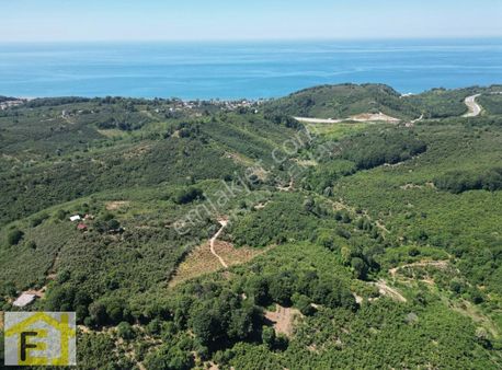 Akçakoca Hasançavuş'da Köy İçi İmarlı 2.577m2 Satılık Arsa
