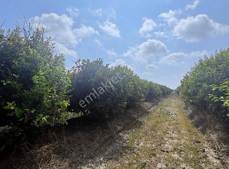 Adahan'dan 45 Dönüm Zagara Ve Mayer Limon Bahçesi