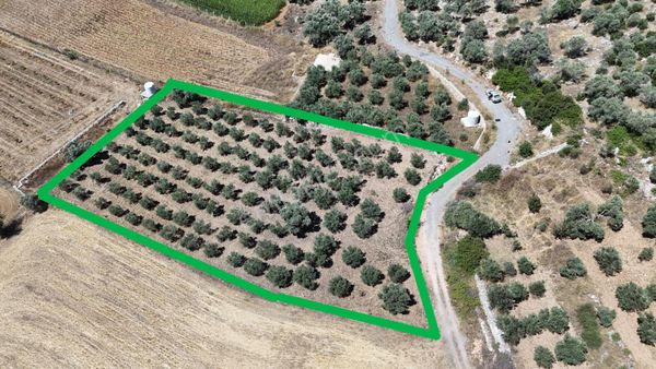 Gölovasında 3 Dönüm Gelişmiş Zeytin Ağaçlı Menderes İzmir