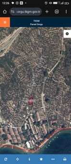 Ilıbat Satılık Zeytinlik