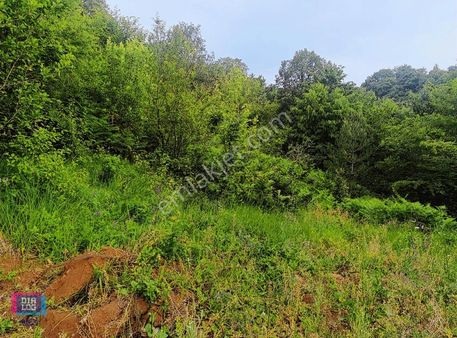 Dialog Skala'dan Kestel Lütfiye Köyünde Tarla