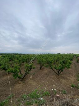 Sinan Emlak'tan 8.mıntıka'da Elektrik Ve Suyu Bulunan Satılık Bahçe