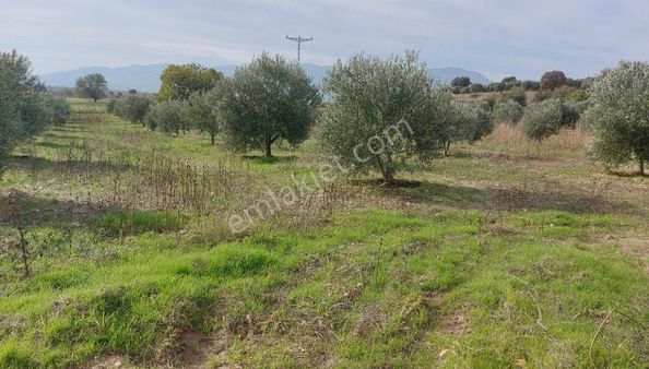 Sinan Emlak'tan Musalaryeniköy'de Satılık 1150 M2 Zeytinlik