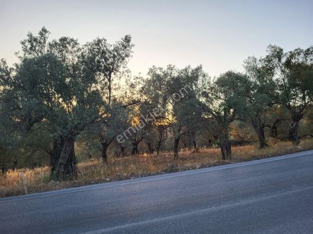 Şener Gayrimenkul'den Asfalt Yol Cepheli 1650 M2 Zeytin Bahçesi