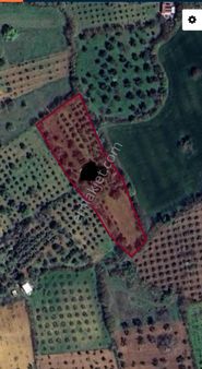 Manisa Büyüksümbüller Mahallesinde Satılık Zeytinlik