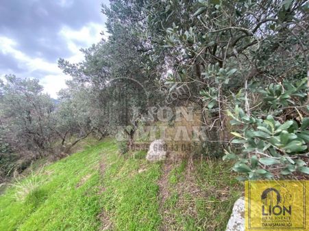 Lion Emlak'tan Yalı Mahallesinde 3859m² Zeytinliğimiz Satılıktır.