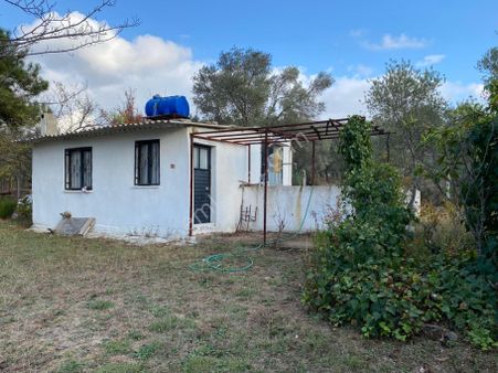 Yatırımlık Zeytinlik