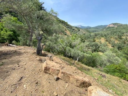 Nisa Gayrimenkulden Acil Satılık Zeytinlık