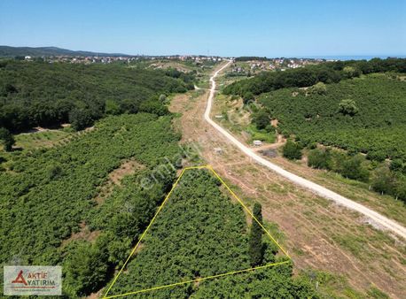 Bağırganlı'da Plaja Yakın Resmi Yollu 1 Dönüm Fındıklık