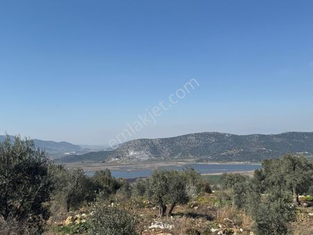 İzmir Tire Halkapınar 'da Fırsat Satılık Zeytinlik