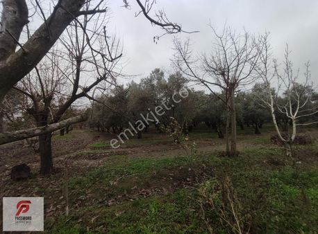 Kemalpaşa Aşağı Mahallede 15 Dönüm Satılık Evli Bahçe