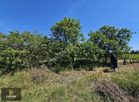 Haykıran Mahallesinde Üzüm Ve Mandelin Bahçesi Kaçmaz Fiyattan