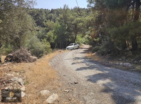 3500m2 Köy Çivarı Zeytinli Tarla