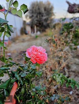 Menemen Doğa Köyde 2+1 Evli Bağ Evi