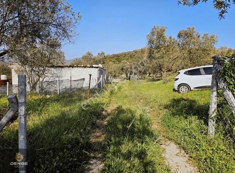 Aliağa Helvacıda 208m2 Bol Komşulu Zeytinlik